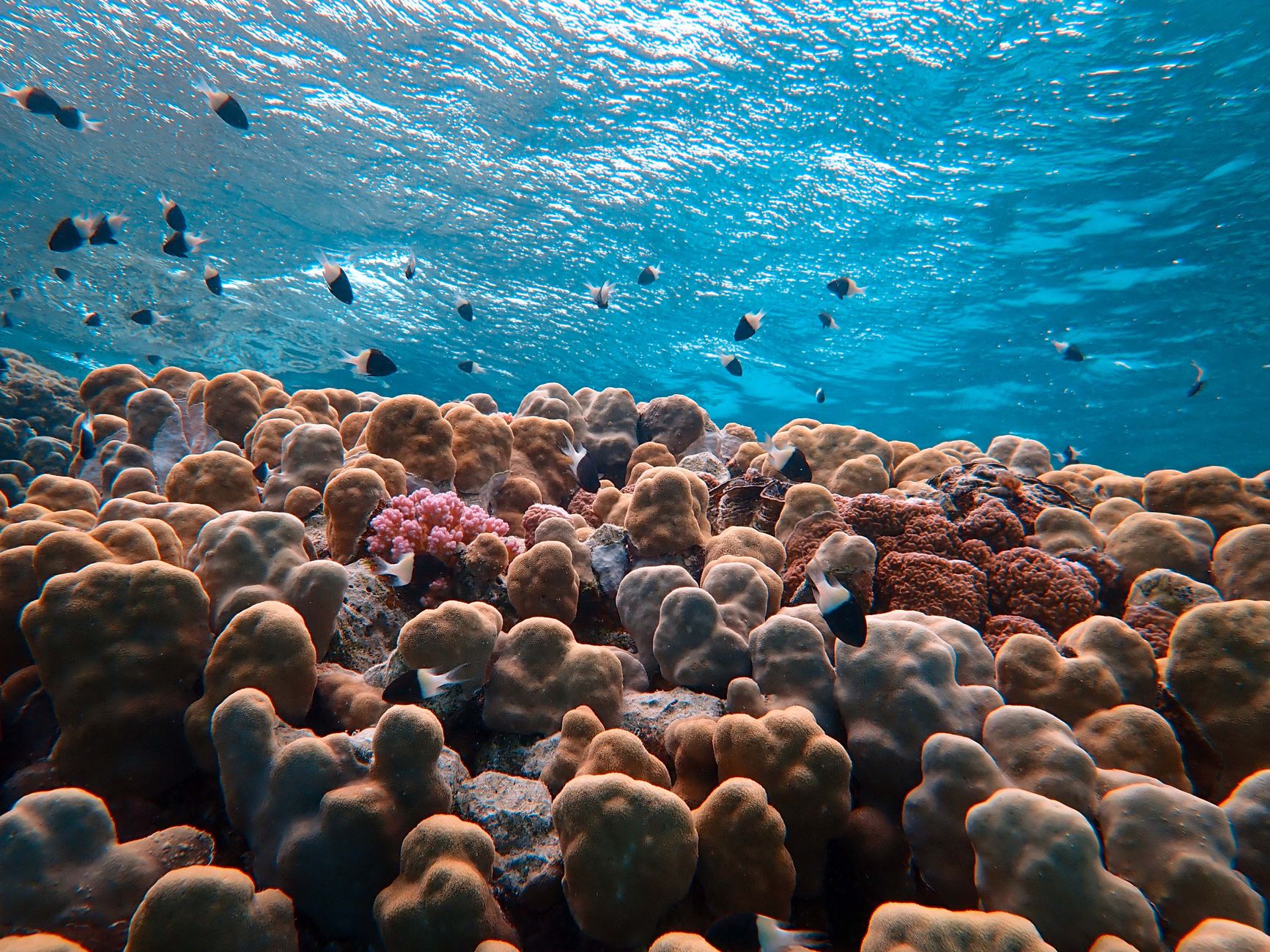 Stops & Experiences: Reefs & Starfish